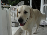 BY THE SEA Dog Photogallery