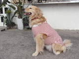 BY THE SEA Dog Photogallery