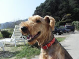BY THE SEA Dog Photogallery
