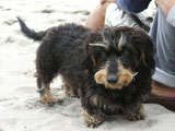 BY THE SEA Dog Photogallery