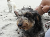 BY THE SEA Dog Photogallery