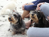 BY THE SEA Dog Photogallery