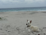 BY THE SEA Dog Photogallery