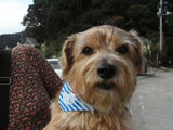 BY THE SEA Dog Photogallery