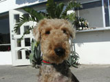 BY THE SEA Dog Photogallery