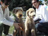 BY THE SEA Dog Photogallery