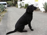 BY THE SEA Dog Photogallery