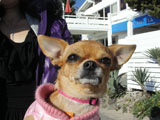 BY THE SEA Dog Photogallery