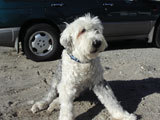 BY THE SEA Dog Photogallery