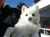 BY THE SEA Dog Photogallery