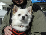 BY THE SEA Dog Photogallery