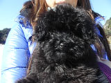 BY THE SEA Dog Photogallery