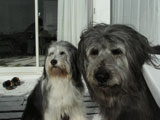 BY THE SEA Dog Photogallery