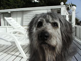 BY THE SEA Dog Photogallery