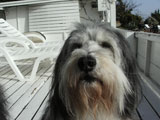 BY THE SEA Dog Photogallery