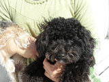 BY THE SEA Dog Photogallery