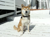 BY THE SEA Dog Photogallery