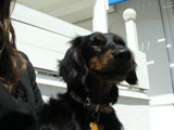 BY THE SEA Dog Photogallery