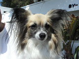 BY THE SEA Dog Photogallery