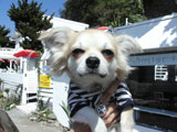 BY THE SEA Dog Photogallery