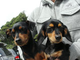 BY THE SEA Dog Photogallery