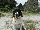 BY THE SEA Dog Photogallery