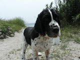 BY THE SEA Dog Photogallery
