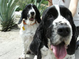 BY THE SEA Dog Photogallery