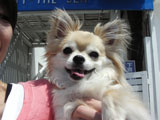 BY THE SEA Dog Photogallery