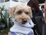 BY THE SEA Dog Photogallery