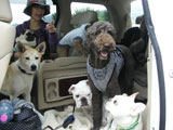BY THE SEA Dog Photogallery