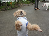 BY THE SEA Dog Photogallery