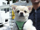 BY THE SEA Dog Photogallery