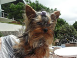 BY THE SEA Dog Photogallery