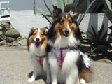 BY THE SEA Dog Photogallery