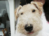 BY THE SEA Dog Photogallery