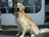 BY THE SEA Dog Photogallery