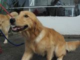 BY THE SEA Dog Photogallery