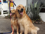 BY THE SEA Dog Photogallery