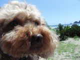 BY THE SEA Dog Photogallery