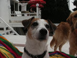 BY THE SEA Dog Photogallery