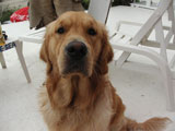 BY THE SEA Dog Photogallery