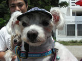 BY THE SEA Dog Photogallery