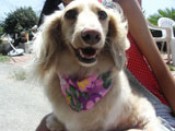 BY THE SEA Dog Photogallery