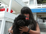 BY THE SEA Dog Photogallery