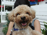 BY THE SEA Dog Photogallery