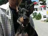 BY THE SEA Dog Photogallery