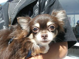BY THE SEA Dog Photogallery