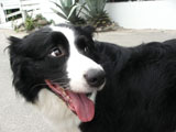 BY THE SEA Dog Photogallery