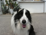 BY THE SEA Dog Photogallery